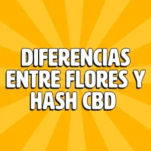 diferencias entre flores y hash cbd 1