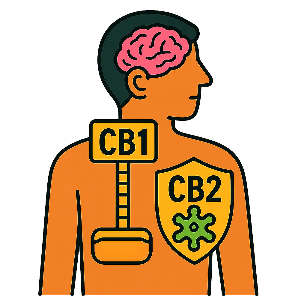 ¿Cuánto dura el CBD en el cuerpo? - Guía CBD 2 Receptores